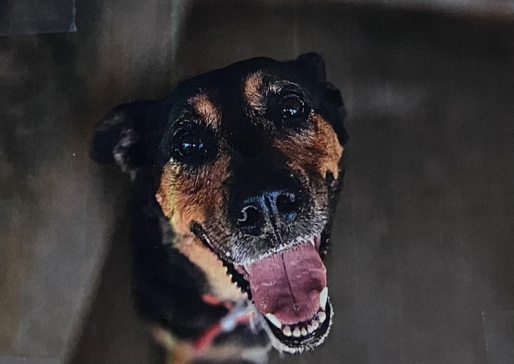 Josie, an adoptable Shepherd in Fort Madison, IA, 52627 | Photo Image 1
