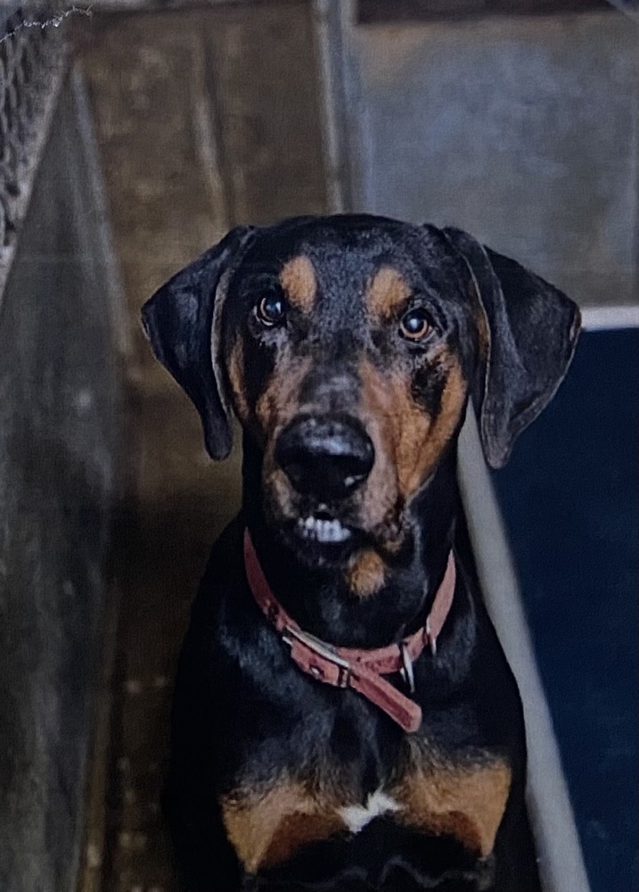 Stallone, an adoptable Hound in Fort Madison, IA, 52627 | Photo Image 1