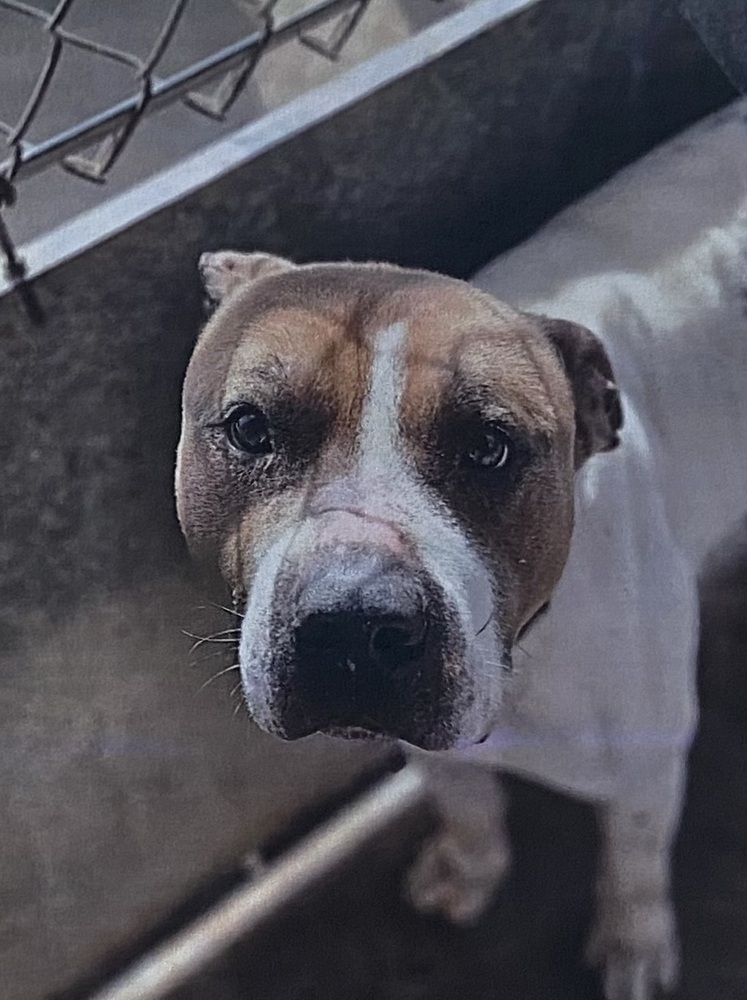 Linebacker, an adoptable American Bully in Fort Madison, IA, 52627 | Photo Image 1