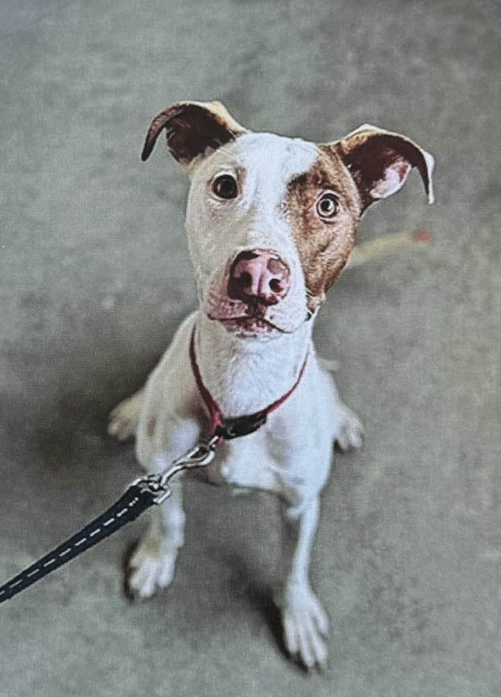Rosemary, an adoptable American Bully in Fort Madison, IA, 52627 | Photo Image 1