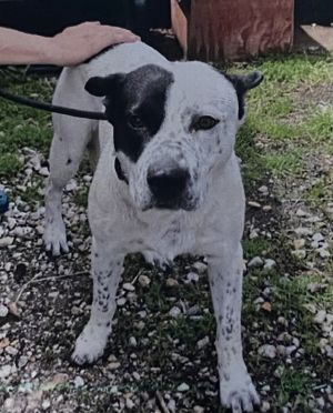 Larry, Adult Male Australian Cattle Dog / Blue Heeler