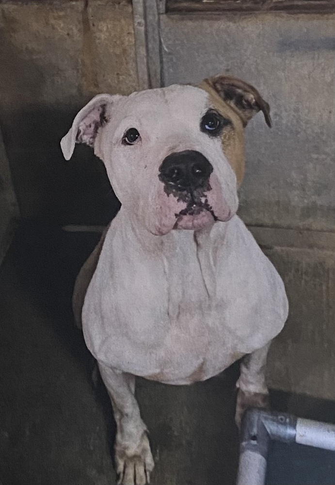 Heist, an adoptable American Bulldog in Fort Madison, IA, 52627 | Photo Image 1
