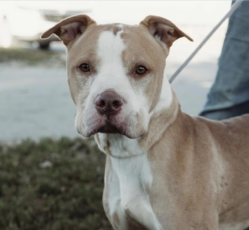 Harrison, an adoptable American Staffordshire Terrier in Fort Madison, IA, 52627 | Photo Image 1