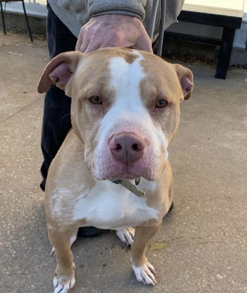 Harrison, an adoptable American Staffordshire Terrier in Fort Madison, IA, 52627 | Photo Image 2