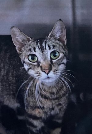 Neiana, Adult Female Domestic Short Hair