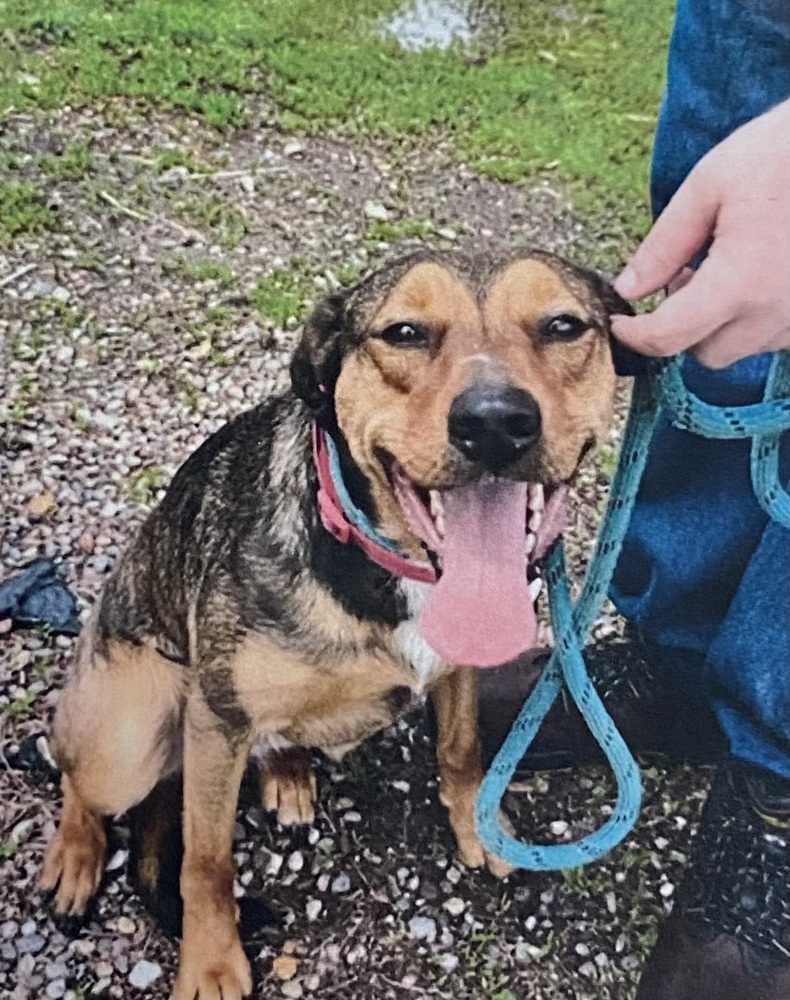 Ramona, an adoptable Shepherd in Fort Madison, IA, 52627 | Photo Image 1