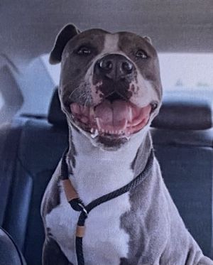 Freckles +, Adult Male American Staffordshire Terrier