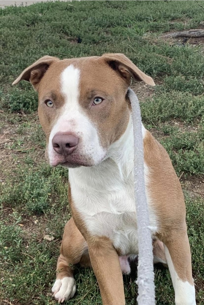 Hard Case, an adoptable American Staffordshire Terrier in Fort Madison, IA, 52627 | Photo Image 1