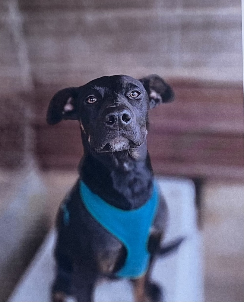Mona, an adoptable Hound in Fort Madison, IA, 52627 | Photo Image 1