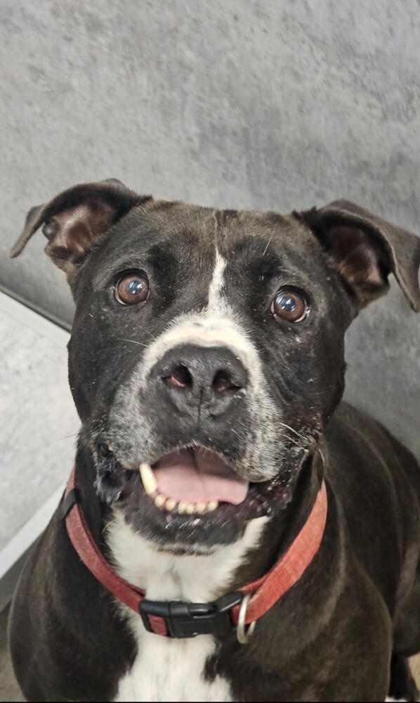 Deku, an adoptable Boxer in Fort Madison, IA, 52627 | Photo Image 1