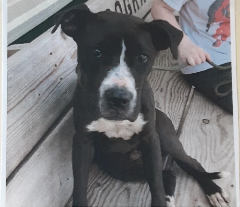 Deku, an adoptable Boxer in Fort Madison, IA, 52627 | Photo Image 2