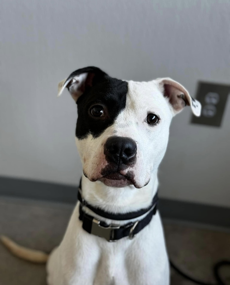 Crispin, an adoptable American Bully in Fort Madison, IA, 52627 | Photo Image 1