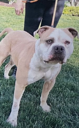 Biff, Adult Male English Bulldog