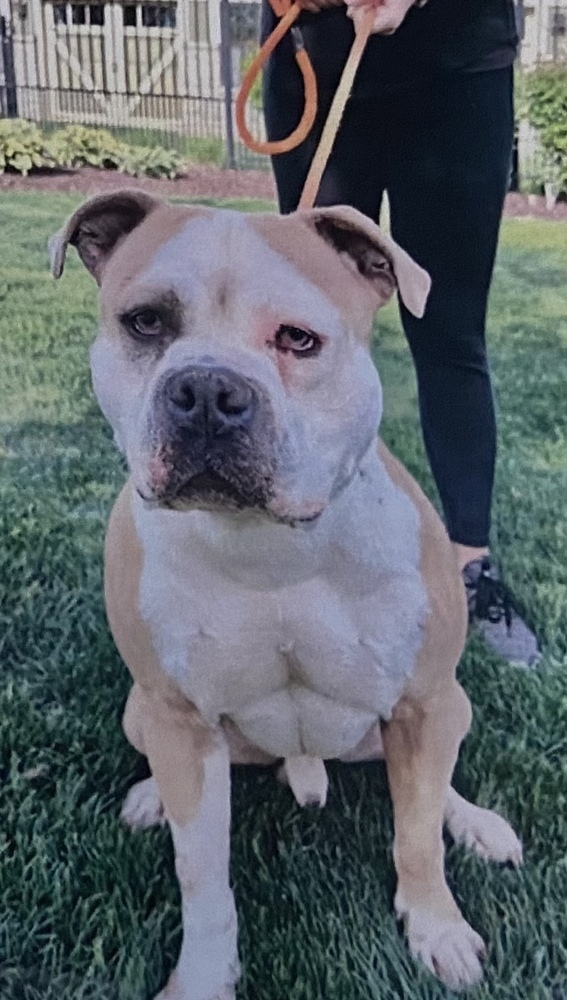 Biff, an adoptable English Bulldog in Fort Madison, IA, 52627 | Photo Image 2