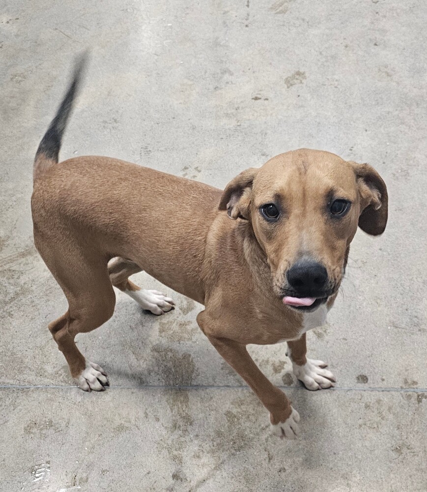 Elliott, an adoptable Terrier, American Bully in Fort Madison, IA, 52627 | Photo Image 1