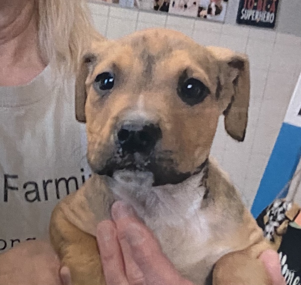 Elliott, an adoptable Terrier, American Bully in Fort Madison, IA, 52627 | Photo Image 2
