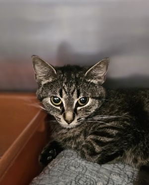 Hope, Young Female Domestic Short Hair