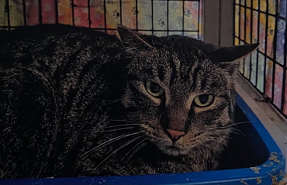 Bo Bo, an adoptable Domestic Short Hair in Fort Madison, IA, 52627 | Photo Image 1