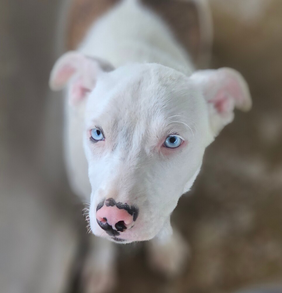 Foster, an adoptable Terrier in Fort Madison, IA, 52627 | Photo Image 1