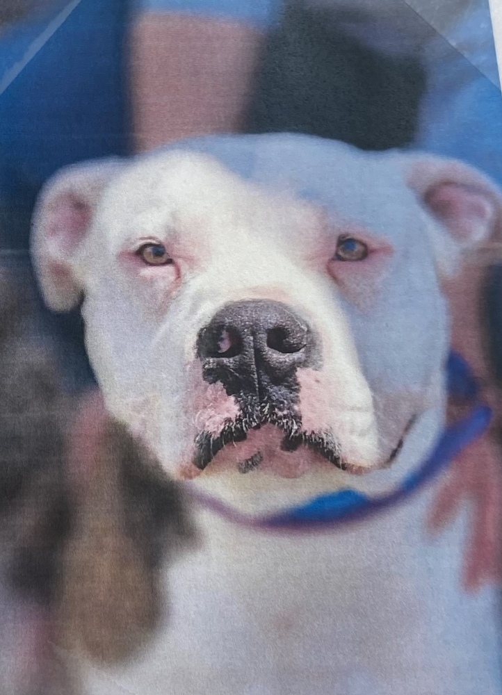 Quick Draw, an adoptable American Bully in Fort Madison, IA, 52627 | Photo Image 1