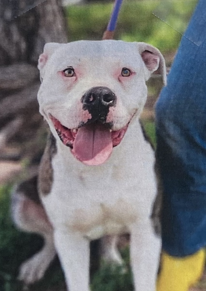 Quick Draw, an adoptable American Bully in Fort Madison, IA, 52627 | Photo Image 2