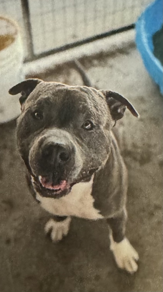 Sonic, an adoptable American Staffordshire Terrier in Fort Madison, IA, 52627 | Photo Image 1