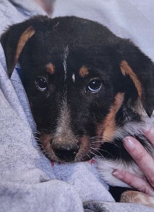 Speck, Adult Female Shepherd