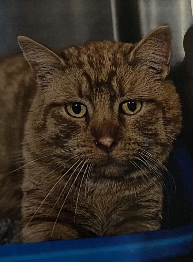 Sunkist, an adoptable Domestic Short Hair in Fort Madison, IA, 52627 | Photo Image 1