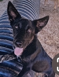 Radar, an adoptable Terrier, Australian Cattle Dog / Blue Heeler in Fort Madison, IA, 52627 | Photo Image 1
