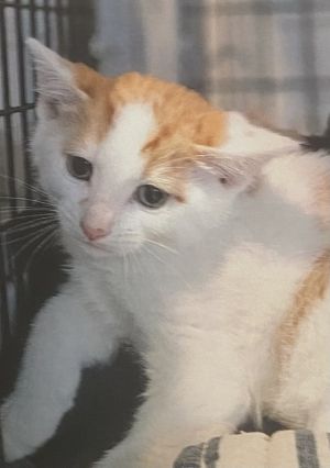 Favre, Baby Male Domestic Short Hair