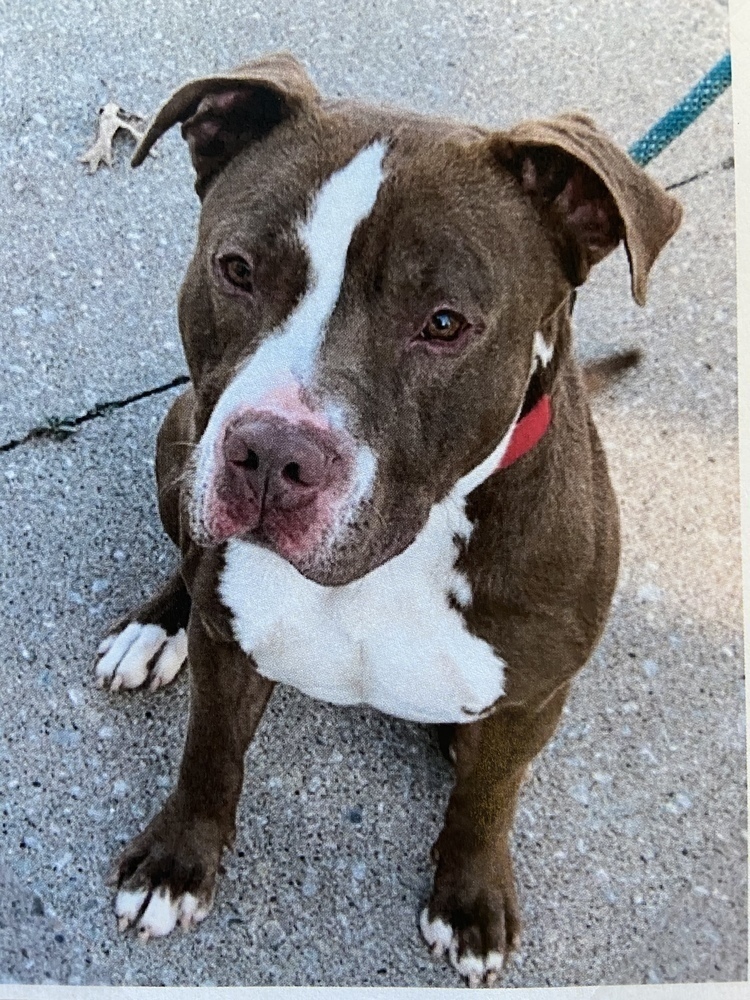 Handsome, an adoptable American Bully in Fort Madison, IA, 52627 | Photo Image 1