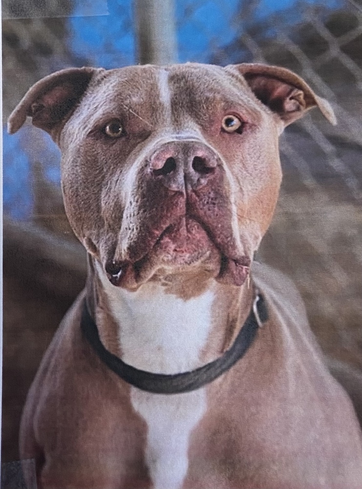 Dump Truck, an adoptable American Staffordshire Terrier in Fort Madison, IA, 52627 | Photo Image 1