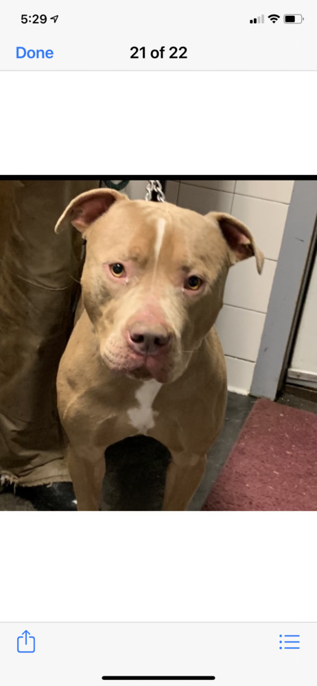 Dump Truck, an adoptable American Staffordshire Terrier in Fort Madison, IA, 52627 | Photo Image 2