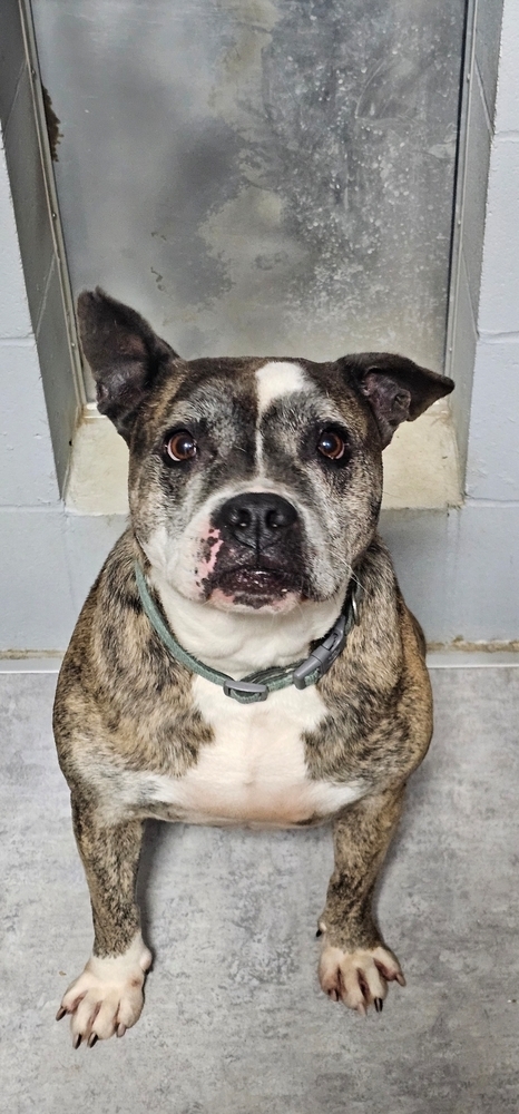 Elfin, an adoptable American Bulldog in Fort Madison, IA, 52627 | Photo Image 1