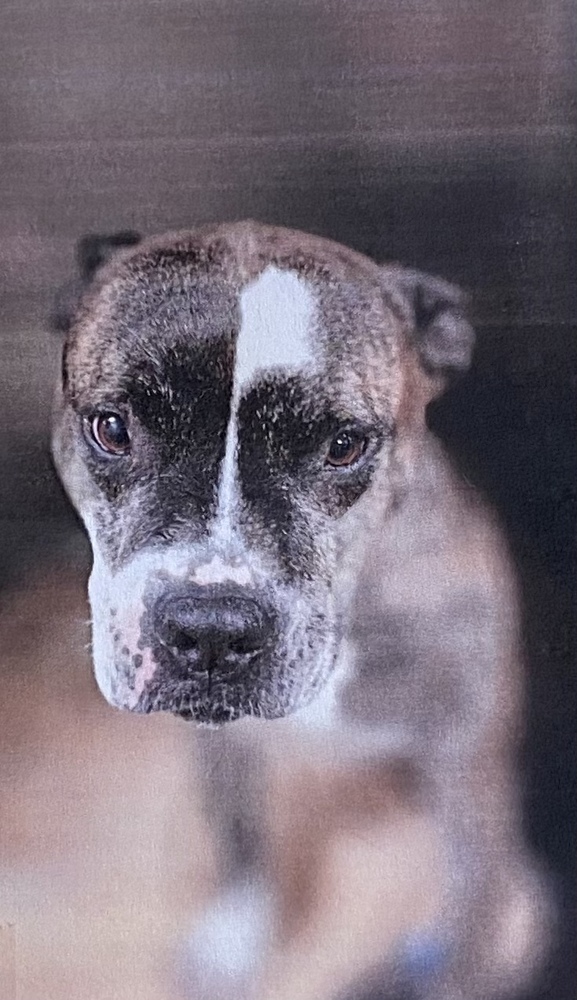 Elfin, an adoptable American Bulldog in Fort Madison, IA, 52627 | Photo Image 2