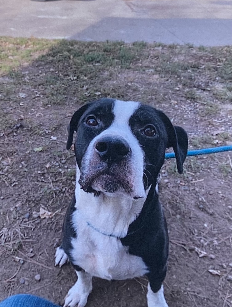 Pick Up, an adoptable American Bulldog in Fort Madison, IA, 52627 | Photo Image 1