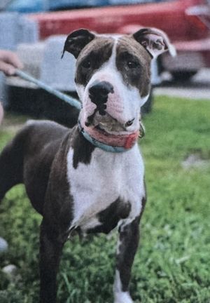 Poppy, Adult Female American Staffordshire Terrier