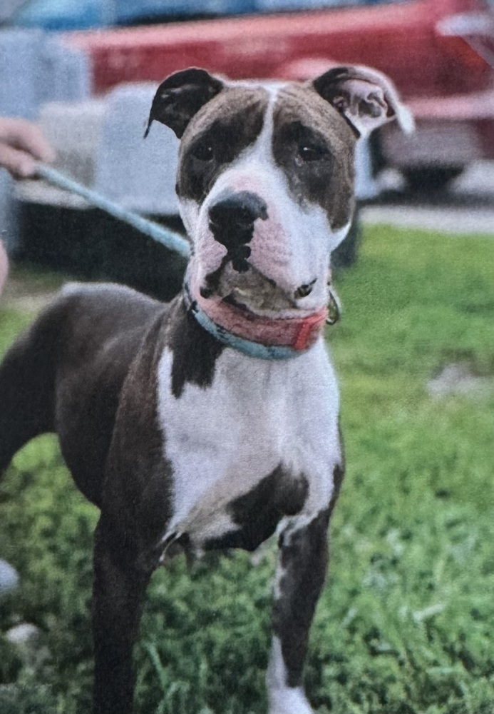 Poppy, an adoptable American Staffordshire Terrier in Fort Madison, IA, 52627 | Photo Image 1
