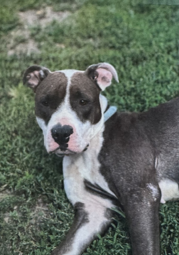 Poppy, an adoptable American Staffordshire Terrier in Fort Madison, IA, 52627 | Photo Image 2