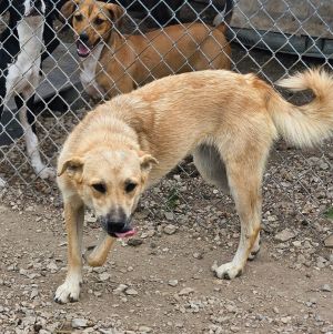 Glenna, Young Female Cattle Dog