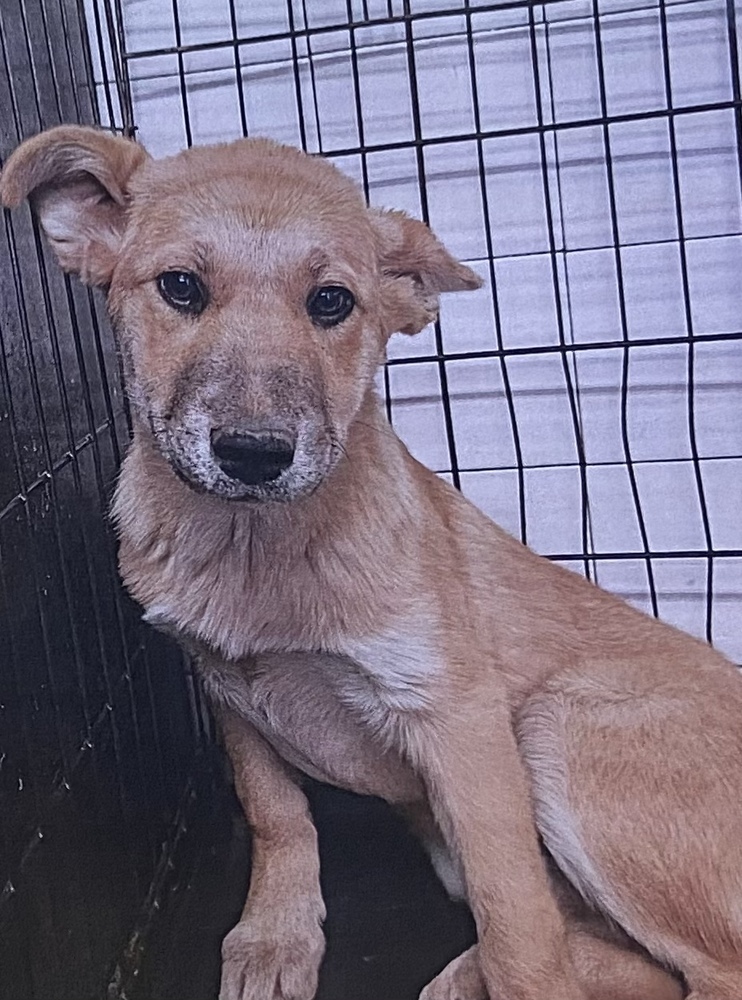 Glenna, an adoptable Cattle Dog in Fort Madison, IA, 52627 | Photo Image 2