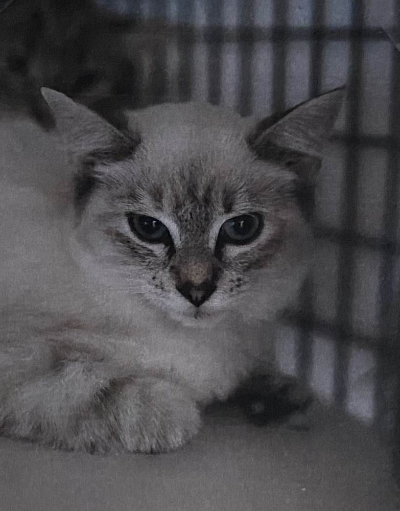 Lotus, an adoptable Siamese in Fort Madison, IA, 52627 | Photo Image 1