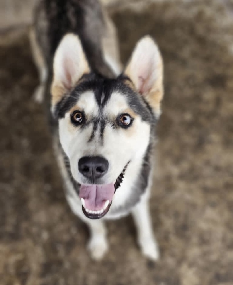 Bounty, an adoptable Husky in Fort Madison, IA, 52627 | Photo Image 1