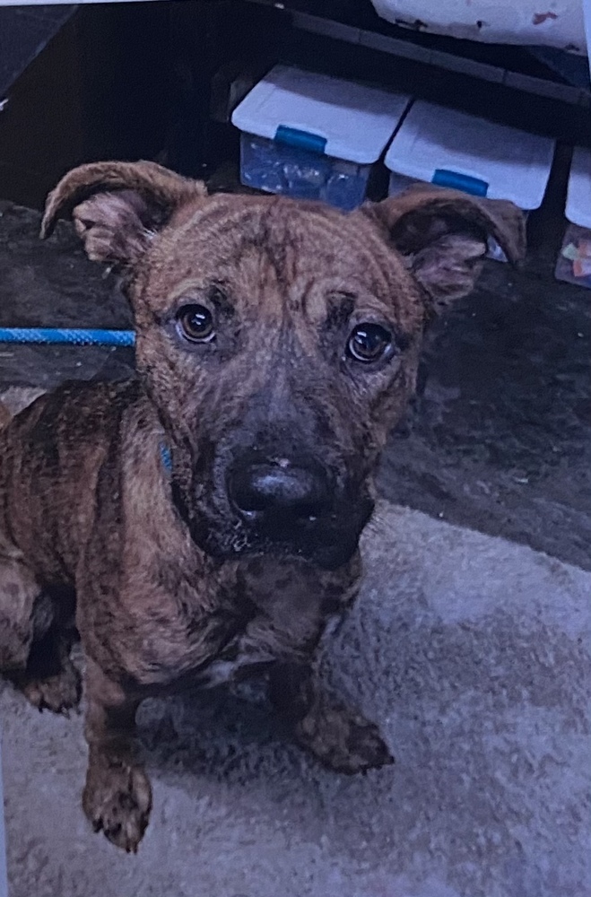 Hitch, an adoptable Plott Hound in Fort Madison, IA, 52627 | Photo Image 1
