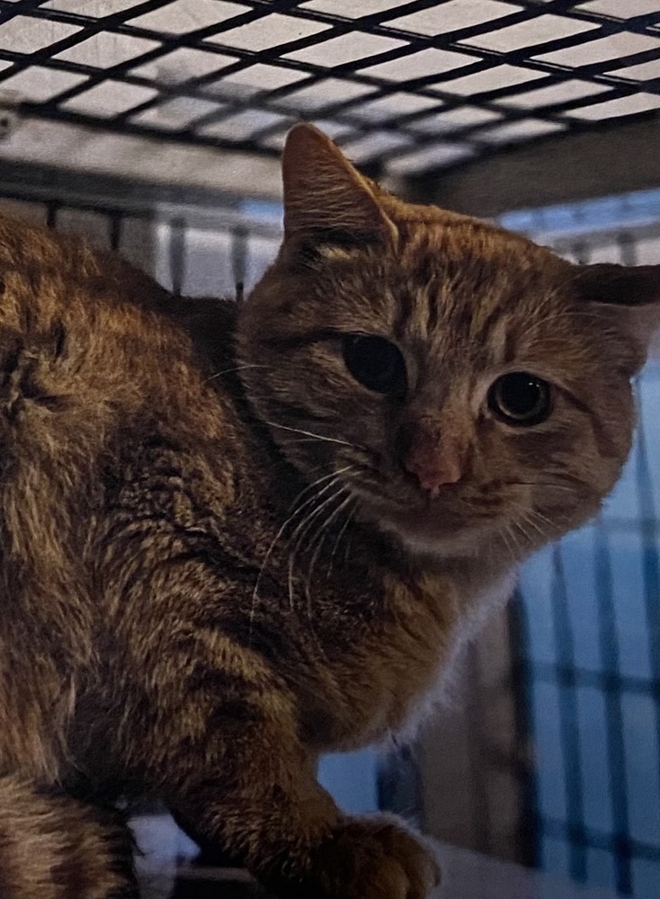 Jeff, an adoptable Domestic Short Hair in Fort Madison, IA, 52627 | Photo Image 2
