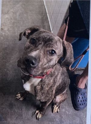 Rye +, Adult Female Plott Hound