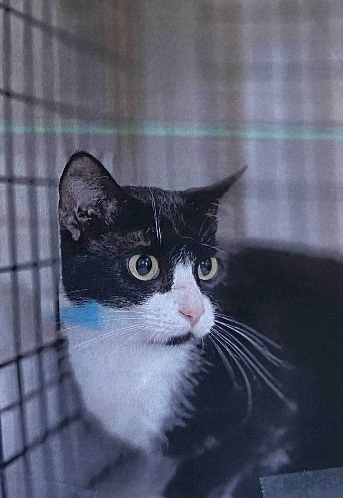 Solstice, an adoptable Domestic Short Hair in Fort Madison, IA, 52627 | Photo Image 1