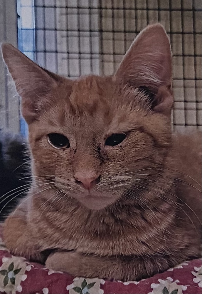 Groopert, an adoptable Domestic Short Hair in Fort Madison, IA, 52627 | Photo Image 1