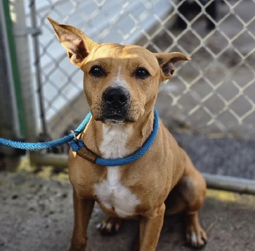 Maple Rose, an adoptable Basenji in Fort Madison, IA, 52627 | Photo Image 1