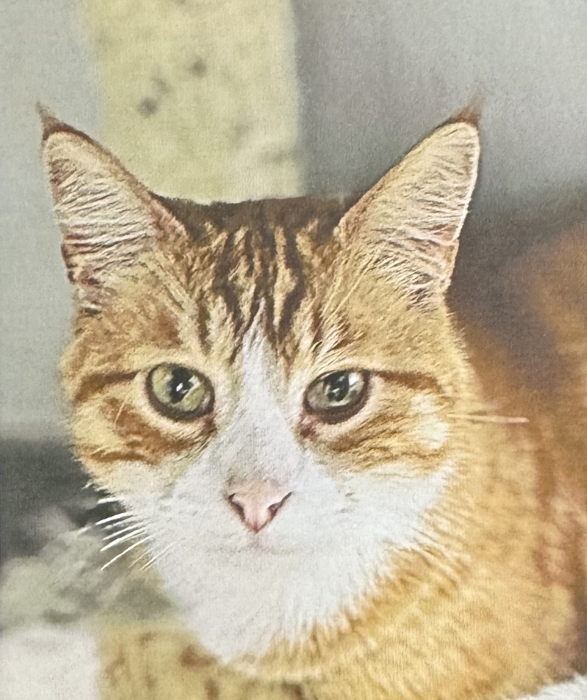 Tommy Tucker, an adoptable Domestic Short Hair in Fort Madison, IA, 52627 | Photo Image 1